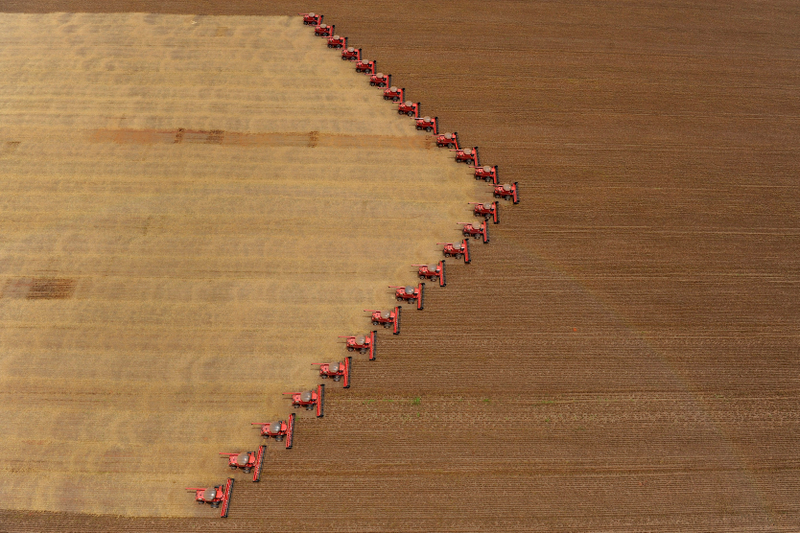 Illustration for article titled Mueren más de 500 millones de abejas en Brasil en tres meses, y la razón es un peligro para el planeta